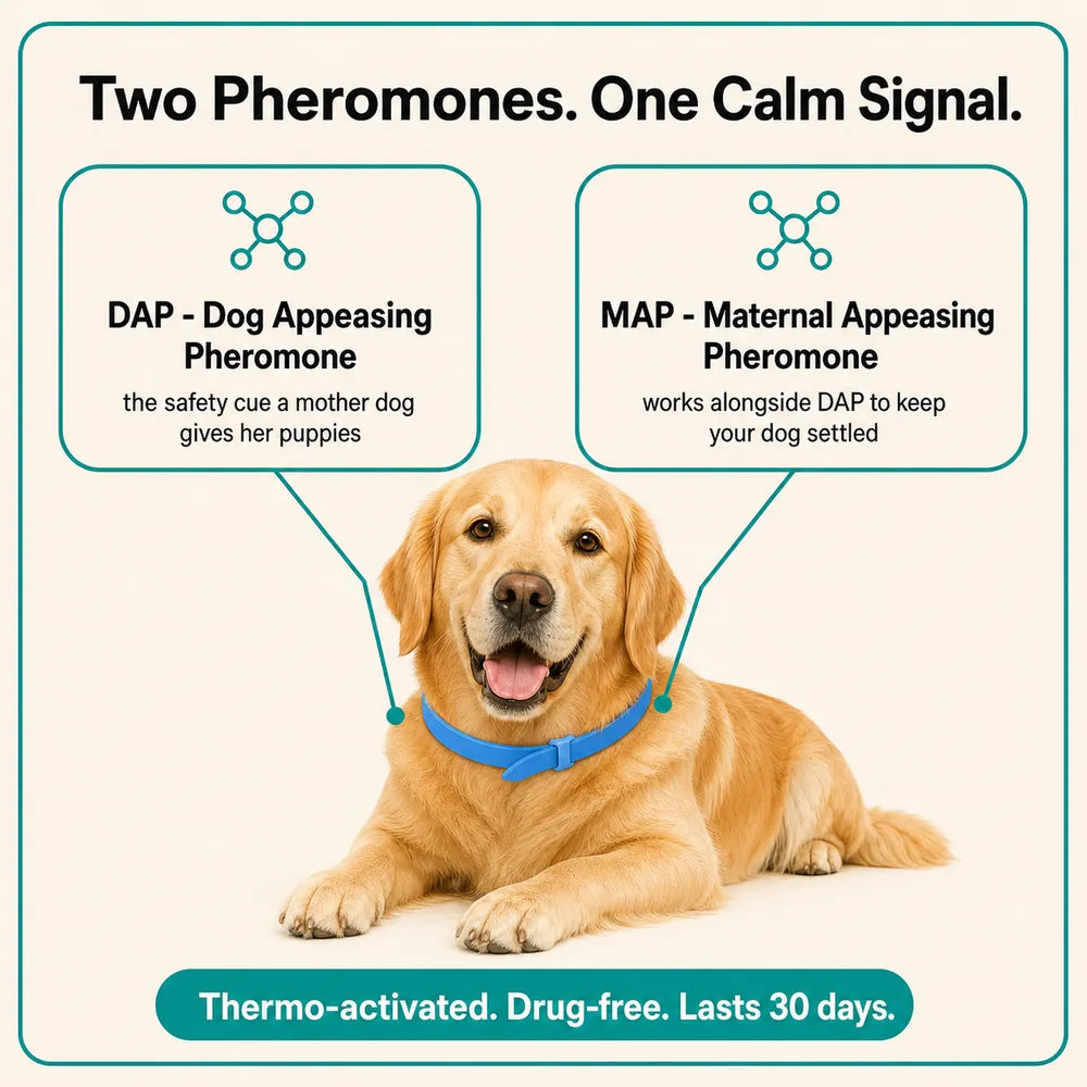 CalmiCollar Dual-Pheromone Calming Collar - Drug-Free Anxiety Relief
